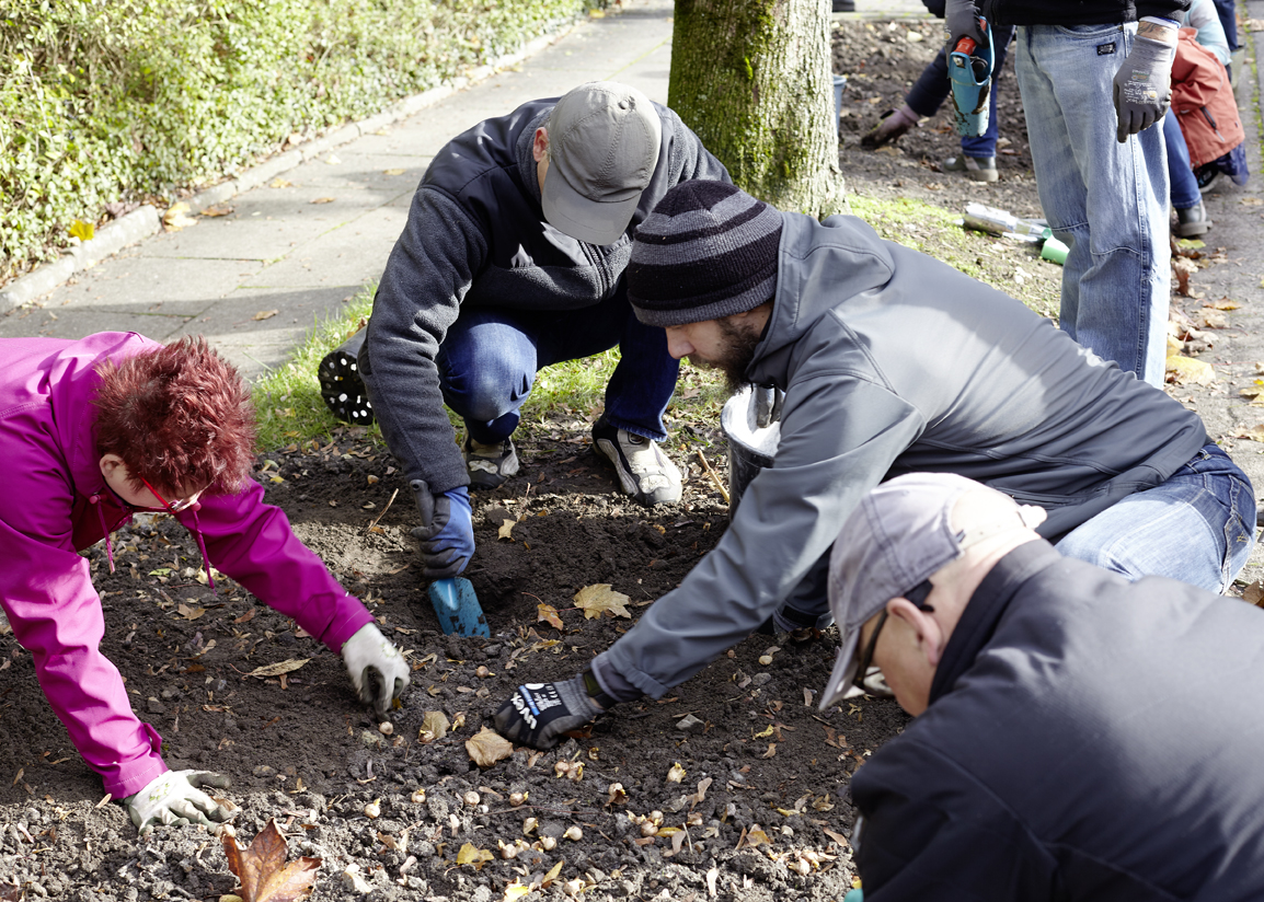 Viele fleißige Hände halfen beim Setzen der Krokusse